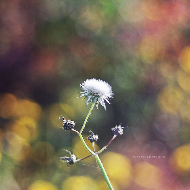 beatiful-dream-colorful-pedro-terrinha-photography